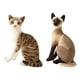 thumbnail image 1 of 2 piezas de peluches de gatos, acogedores adornos de mesa para niños, niñas y novias. Sesión, 1 of 9