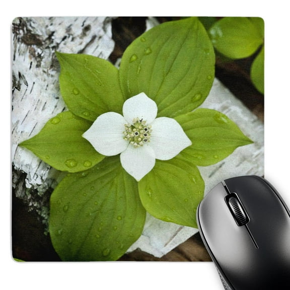 3dRose, Maine, Acadia NP, bunchberry or dwarf cornel plant - US20 BJA0082 - Jaynes Gallery, MousePad