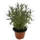 thumbnail image 5 of planta calibrachoa 5", 5 of 6