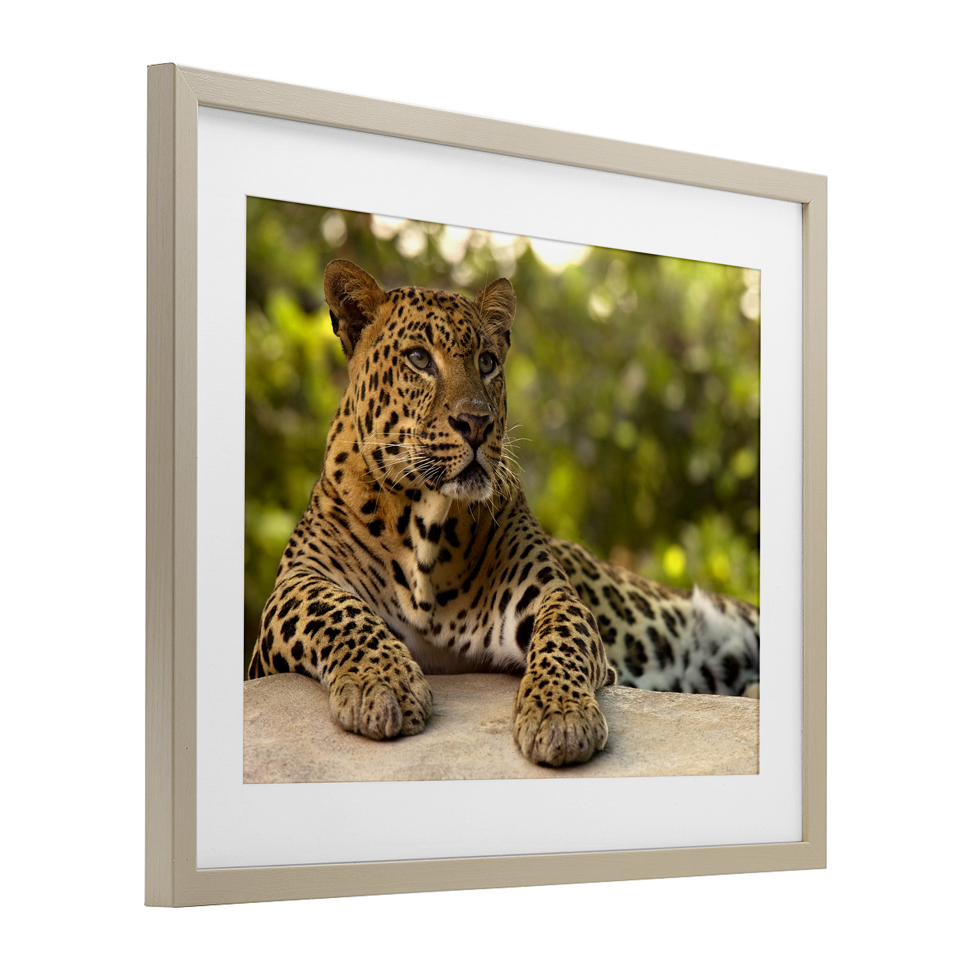 Leopard Gazing Relaxation Birch Framed Print Under Glass, design by MJ Photography