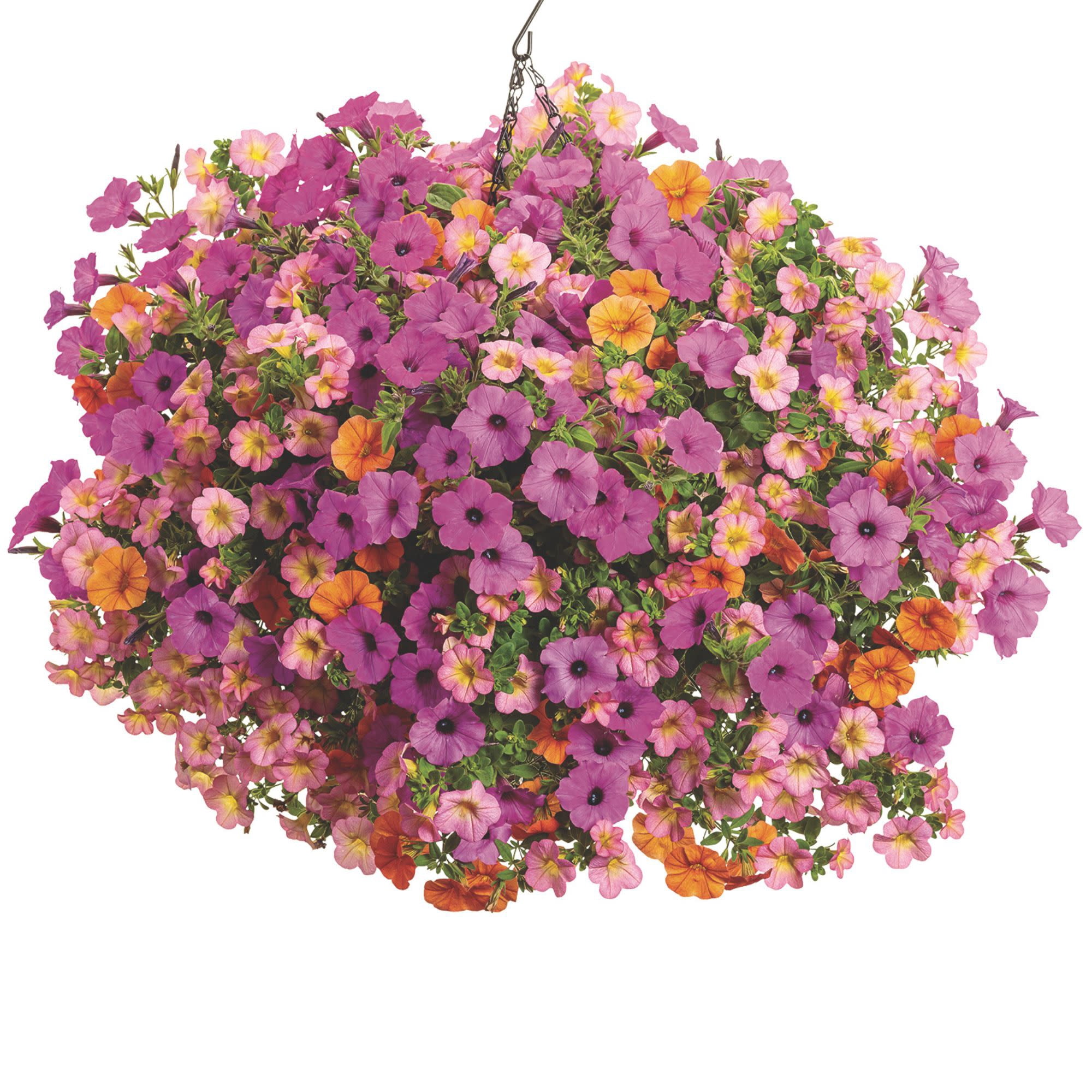 Proven Winners 4" Orange Superbells Dreamsicle Calibrachoa Live Plant in 4.25" Pot (4 Count)