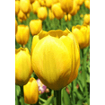 thumbnail image 3 of TomorrowSeeds - Yellow Triumph Dutch Tulip Bulbs - 25 Bulbs - For 2026 Planting Dutch Grown Tulips, 3 of 9
