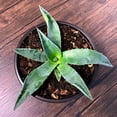 thumbnail image 4 of MicroStarts Live Emerald Giants Agave - 1 Succulent Plant in 4 inch pot, 4 of 6