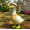 B, variant on Spring Goose Outfit Lawn Porch Goose Clothes with Hat,Porch Goose Outfits Yard Goose Outfits,Plastic Goose Costume for 23" Cement Goose Easter Party Outdoor Patio Yard Lawn Art Decoration