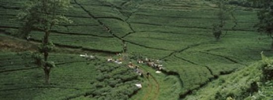 Tea Plantation Java