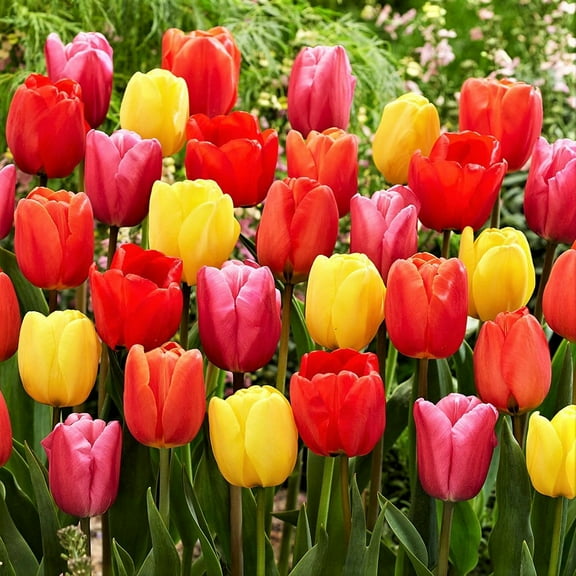 Emperor Tulip Bulb, 20 Bulbs, Jazz Mix, Stunning Perennial Tulips, Bulbs, Large Flowers