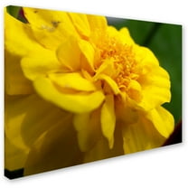 Trademark Fine Art "Ambiguous Vision" Canvas Art by Monica Fleet