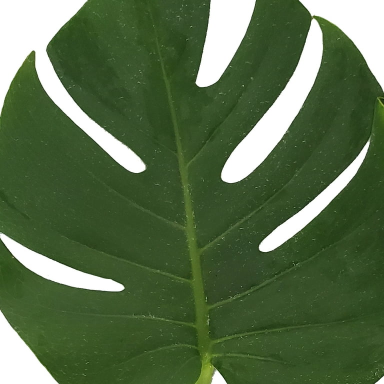 monstera freckles Monstera 