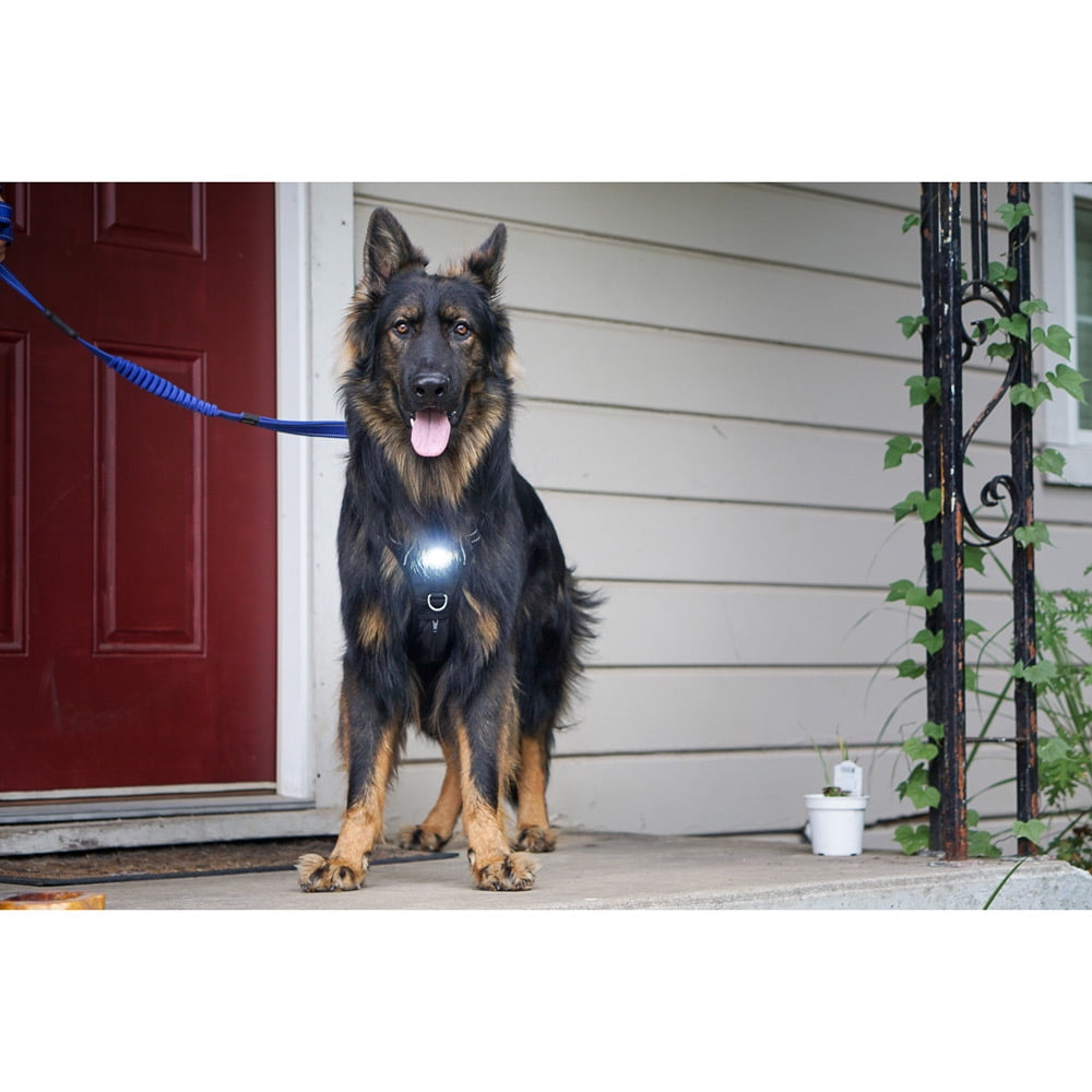 Headlight Harness Dog Safety Harness (Black, Large)
