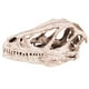 thumbnail image 3 of Rockyin Resina Cráneo del Dinosaurio Modelo simulado Esqueleto de Animal Home Office Decor Craft Enseñanza Prop, 3 of 14