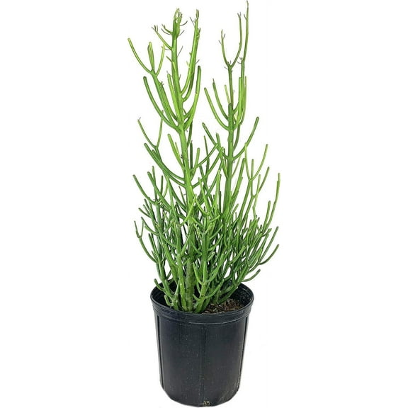 Pencil Cactus - Live Plant in a 10 Inch Pot - Euphorbia Tirucalli - Beautiful Indoor Outdoor Succulent Houseplant