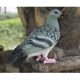 thumbnail image 5 of Estatuilla de adorno de pájaro de resina Modelo de paloma Estatua de jardín Blanco 2x Gris Sunnimix Pájaro artificial del jardín, 5 of 8