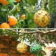 thumbnail image 5 of Toystoory 4 unids/set atrapamoscas en forma de fruta sin energía y fácil operación para exteriores trampa para moscas resistente al desgaste Jardín y Patio amarillo 1, 5 of 6