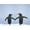 Unframed, variant on Art.com Gentoo Penguin Pair 'Holding Hands' Photographic Print, 16" x 12"