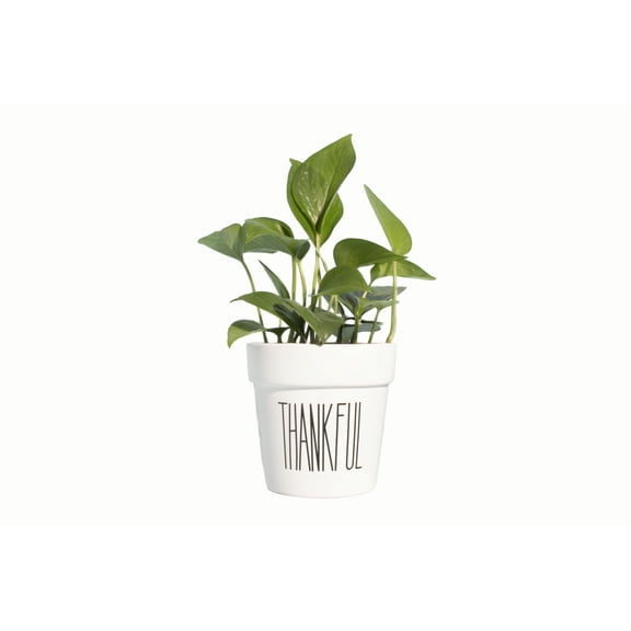 Devil's Ivy Pothos Plant in 4" Ceramic "Thankful" planter