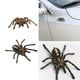 thumbnail image 2 of Scienceny 1 uds/2 uds 3D pegatina de araña divertida cabeza de coche cola personalidad pegatinas de araña decoración DIY decoración Automoción decorativa y accesorios Negro Scienceny CZ10675-01, 2 of 6