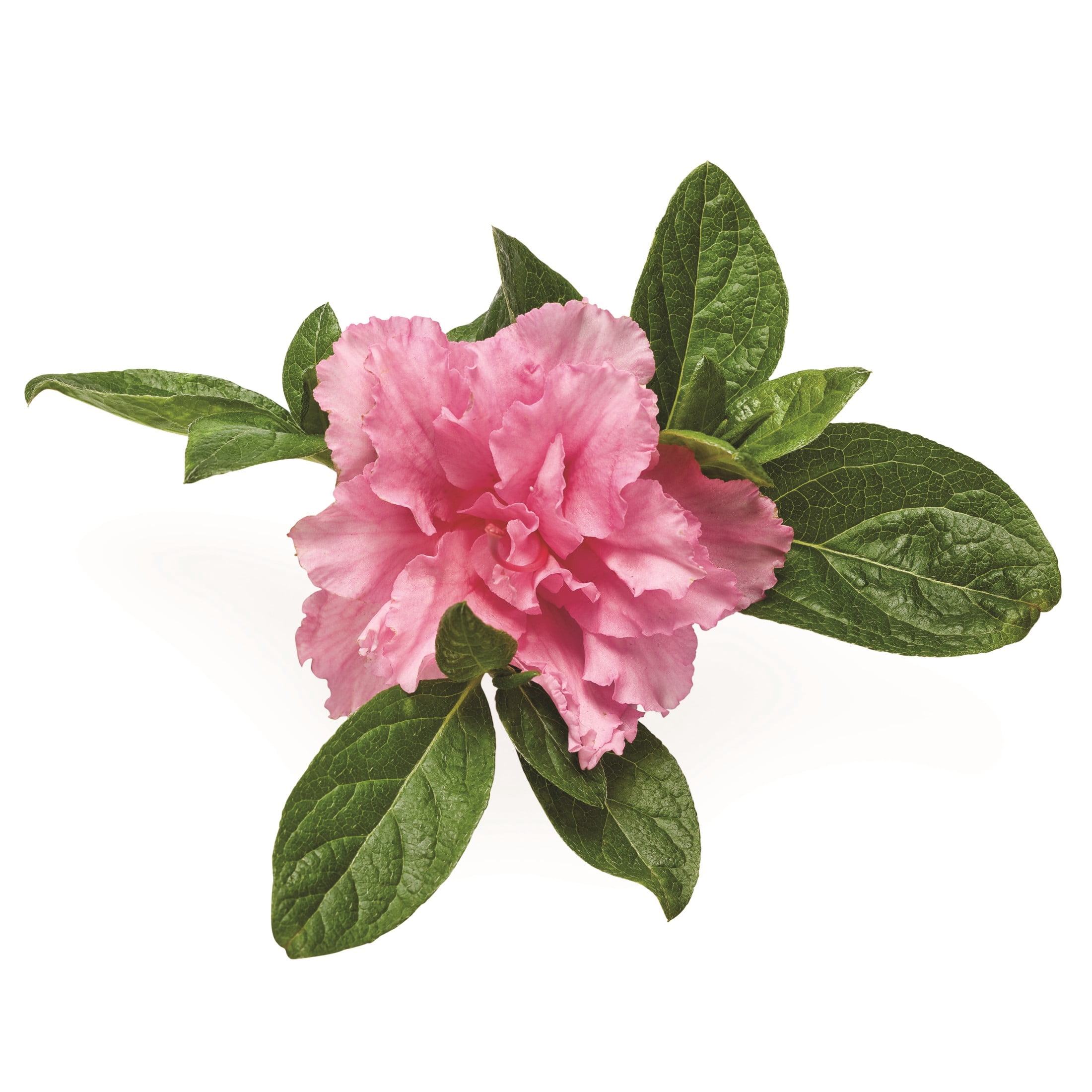 Proven Winners ColorChoice 5" Perfecto Mundo Double Pink Reblooming Azalea Live Plant in 4.5" Pot (4 Count)