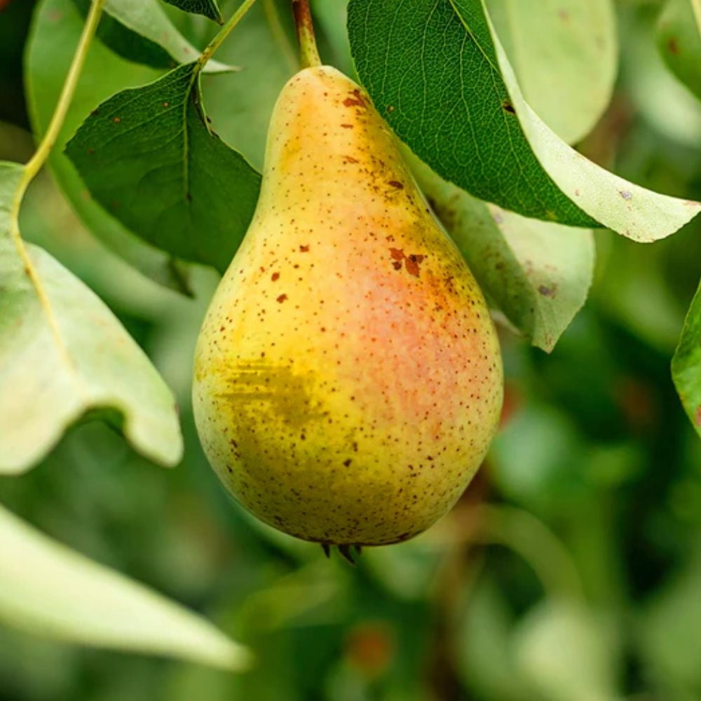 Expert Gardener 3-4 ft tall Orient European Pear Live Tree in 7-Gallon Grower Pot