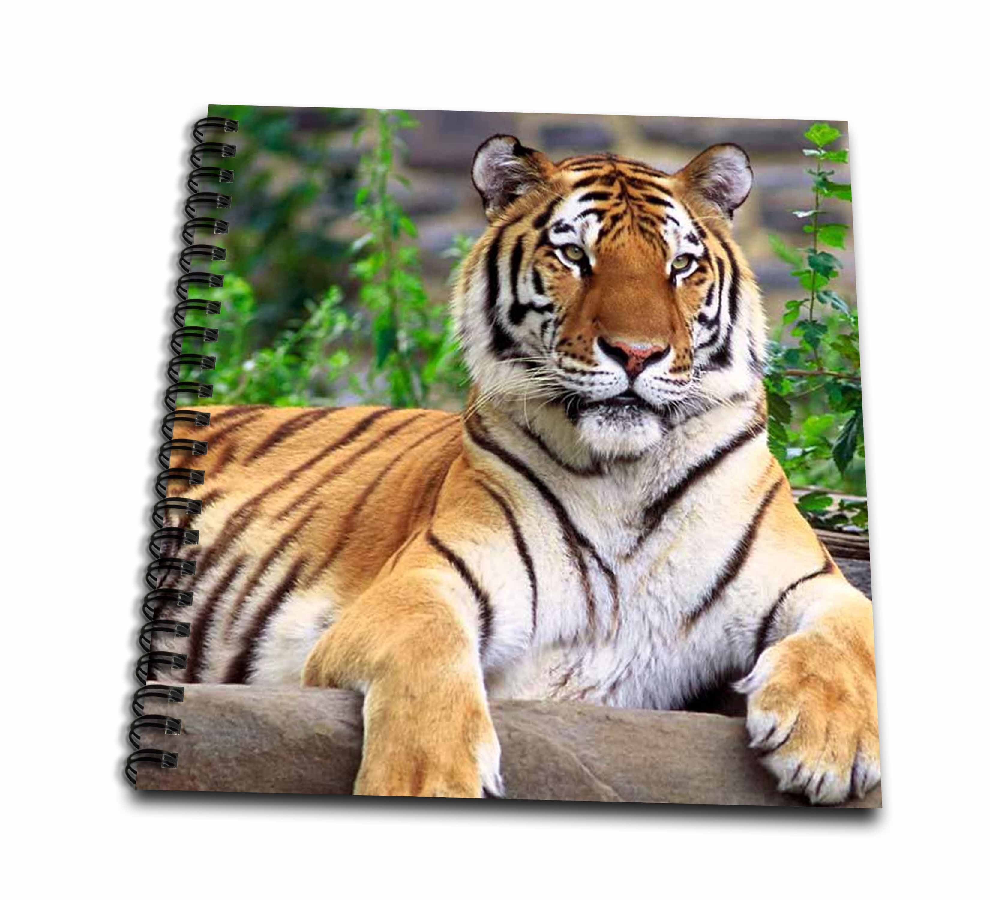 3dRose Siberian Tiger - Drawing Book, 8 by 8-inch - Walmart.com ...