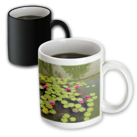 Lily Pad Keepsake Box - 3dRose Lily Pads with Pink Lotus Flowers Spirituality, Magic Transforming Mug, 11oz