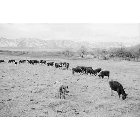 Cattle graze in field mountains in the background  Ansel Easton Adams was an American photographer best known for his black-and-white photographs of the American West  During part of his career he