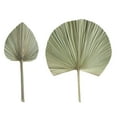 thumbnail image 6 of CreativeArrowy Banana Leaf Party Artificial Flower Decor Wedding Festival Supplies Palm Wall Hanging Decoration Natural Home Dried, 6 of 8