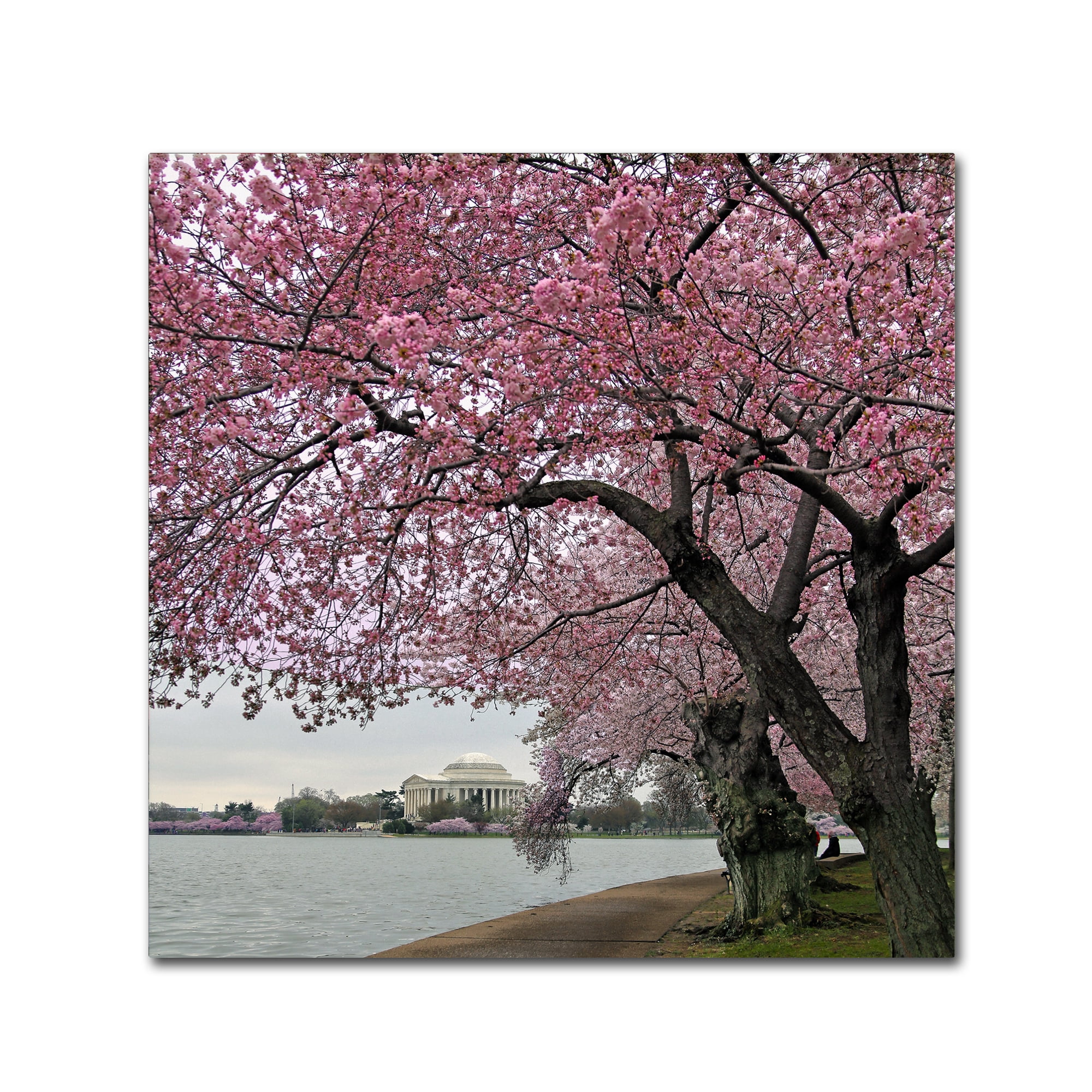 Trademark Fine Art "Tidal Basin Blossoms" Canvas Art by CATeyes