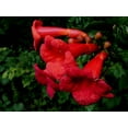 thumbnail image 1 of SHIYOU-Graines de Vigne Trompette Colibri, Variété Rouge Foncé, Lot de 20, 1 of 4