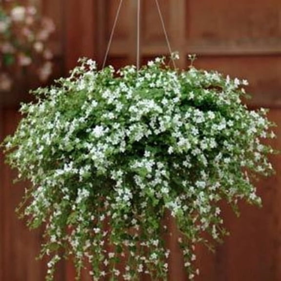 Outsidepride Bacopa Snowtopia White Sutera cordata Groundcover Seed - 20 Seeds