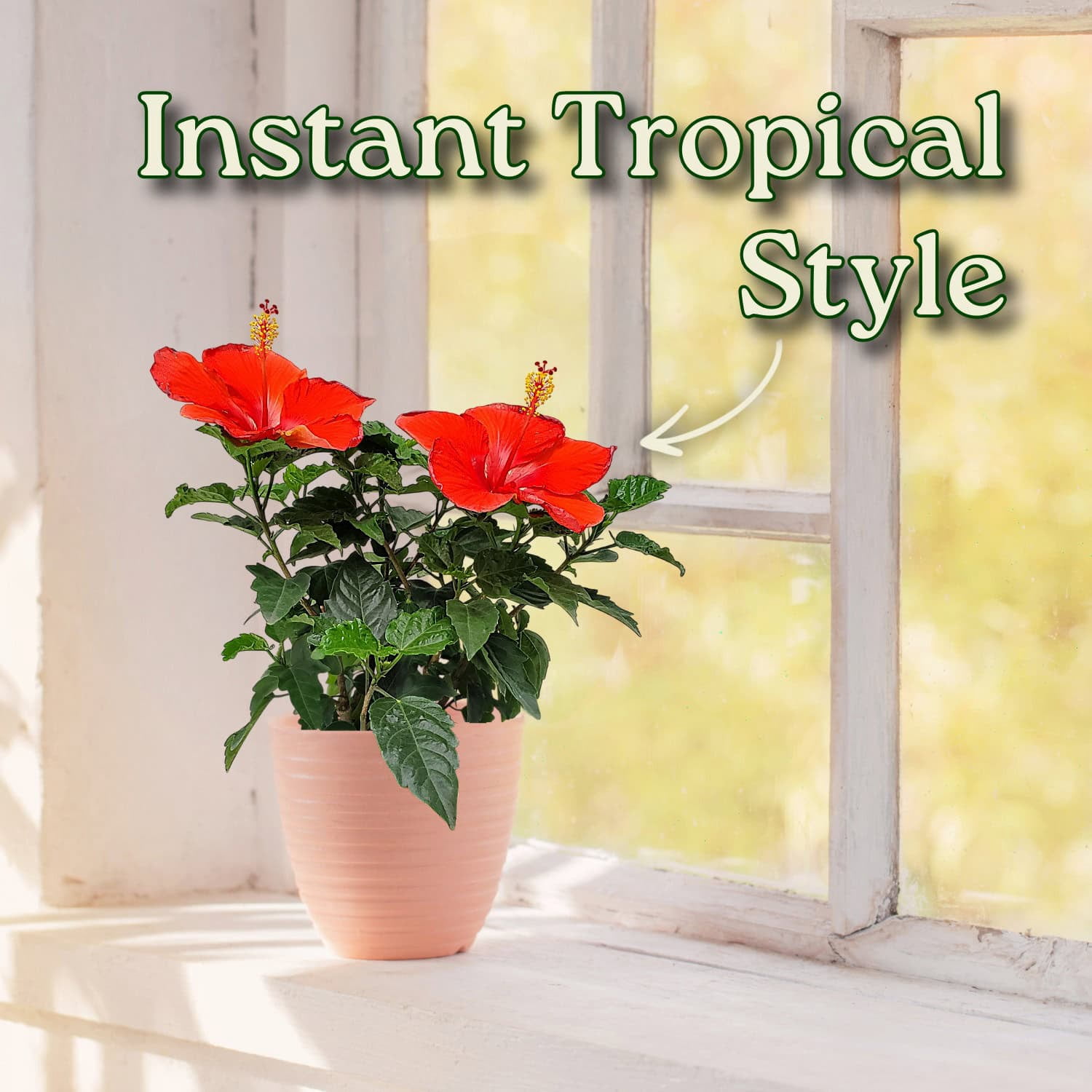 Tropical Plants of Florida 16" to 18" President Red Hibiscus Bush, 1 Gallon, Pet Friendly