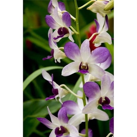 Flowers in National Orchid Garden Singapore Poster Print by Cindy Miller Hopkins - 23 x 34 in.