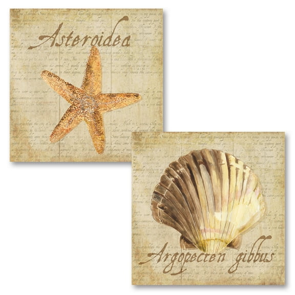 Lovely Tan and Brown Ocean Clam Shell and Starfish Sea Set by Tara Reed; Coastal Décor; Two 12x12in Unframed Paper Posters