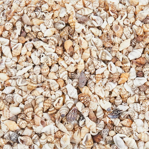 1550Pcs Mini Sea Shells Bulk Natural Spiral Sea Shells for Crafting Vase Filler Shells No Hole Seashell Bead Assortment for Home Decorations Beach Theme Party DIY Crafts