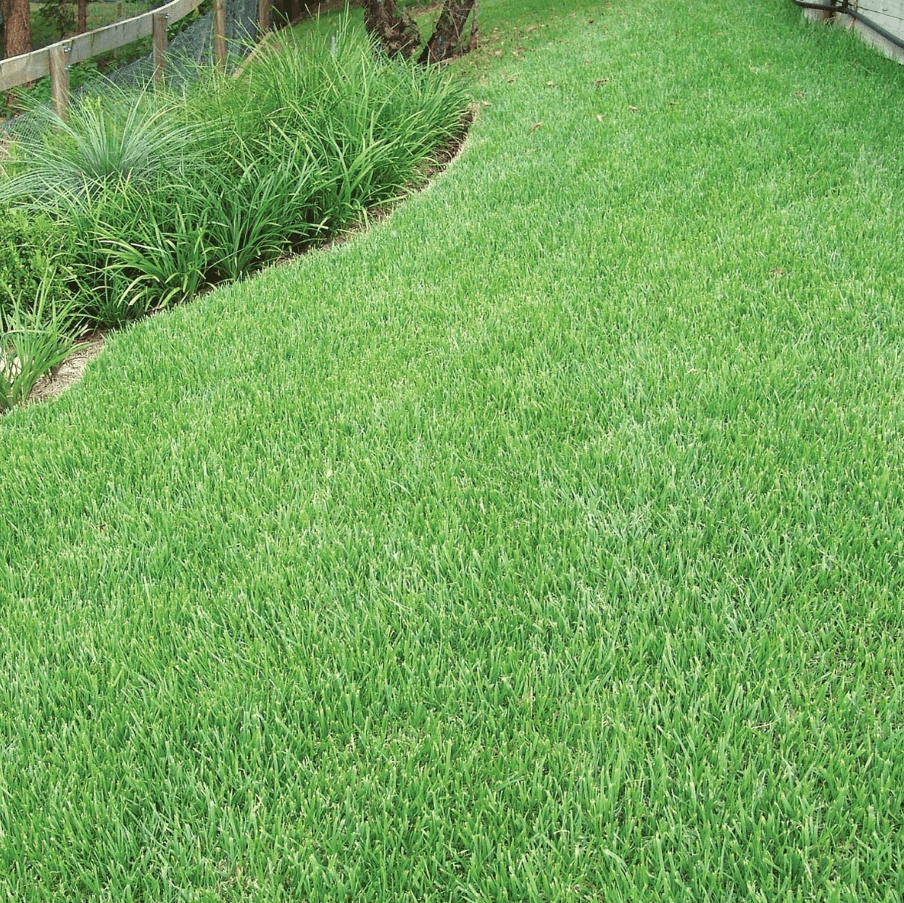 5.000 Emerald Zoysia Grass Seeds for Lawn, Zoysia Japonica Seeds Ornamental Grass Seed