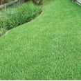 thumbnail image 5 of 2.000 Emerald Zoysia Grass Seeds for Lawn, Zoysia Japonica Seeds Ornamental Grass Seed, 5 of 6