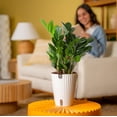 thumbnail image 3 of Plants with Benefits by Costa Farms 12" ZZ Zamioculcas House Plant in 6" Self-Watering Pot, 3 of 8