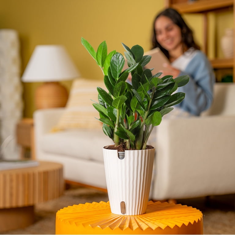 Plants with Benefits by Costa Farms 12" ZZ Zamioculcas House Plant in 6"  Self-Watering Pot - Walmart.com