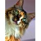 thumbnail image 3 of Evershine - Kit de bordado de diamantes con diseño de gato 5D, para manualidades, con diseño completo de animales, para punto de cruz, diseño de mosaico de diamantes de imitación, para decoración del, 3 of 5