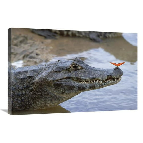 Global Gallery GCS-452528-2030-142 20 x 30 in. Spectacled Caiman with Orange Butterfly, Pantanal, Brazil Art Print - Konrad Wothe