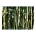 thumbnail image 2 of Tiptophomedecor Zen Wallpaper Wall Mural - Bamboo Exotic, 2 of 3