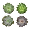 thumbnail image 5 of Element by Altman Plants Echeveria Succulents 4-Pack - Pet Friendly Plants - Full Sun - 1-Quart Pots, 5 of 11