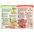 thumbnail image 5 of Thames & Kosmos Ooze Labs: Visible Human Body Model with Squishable Organs, Children Ages 6+, 5 of 6