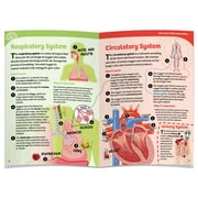 Thames & Kosmos Ooze Labs: Visible Human Body Model with Squishable Organs, Children Ages 6+