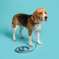 thumbnail image 2 of Vibrant Life 6' Fashion Leash, Green Polka Dot, L, 2 of 10