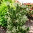 thumbnail image 2 of Southern Living Roman Candle Podocarpus Live Shrub in 2-Gallon Grower Pot, 2 of 7