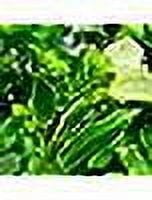 Best Maid Pickles of Texas - 2 Pack Bundled by Louisiana Pantry (Pickled Okra, 16oz)