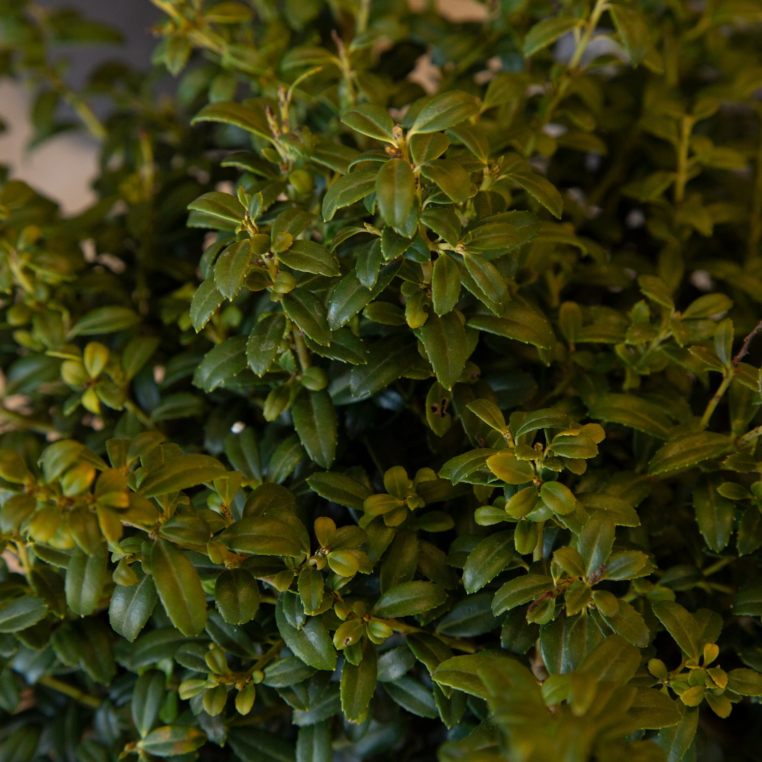 Expert Gardener Soft Touch Holly Live Evergreen Shrub, 2.5 Quart