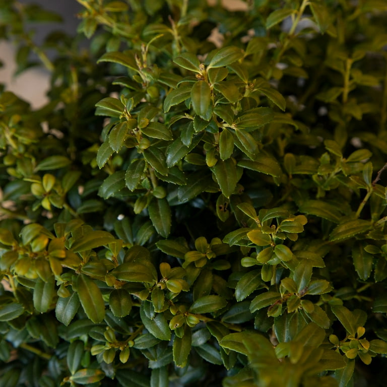 holly　ControlTech USA 2点セット、新品 TTX200 2-Channel FHSS SLT Transmitter | Axial Adventure