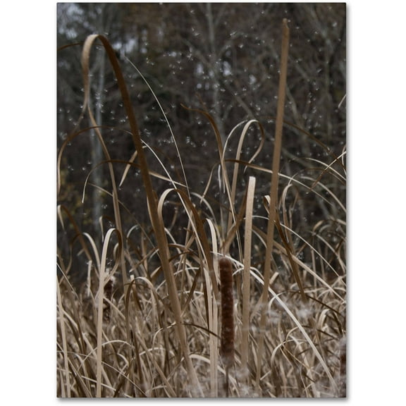 Trademark Fine Art "Cattail Seeds in Flight" Canvas Art by Kurt Shaffer