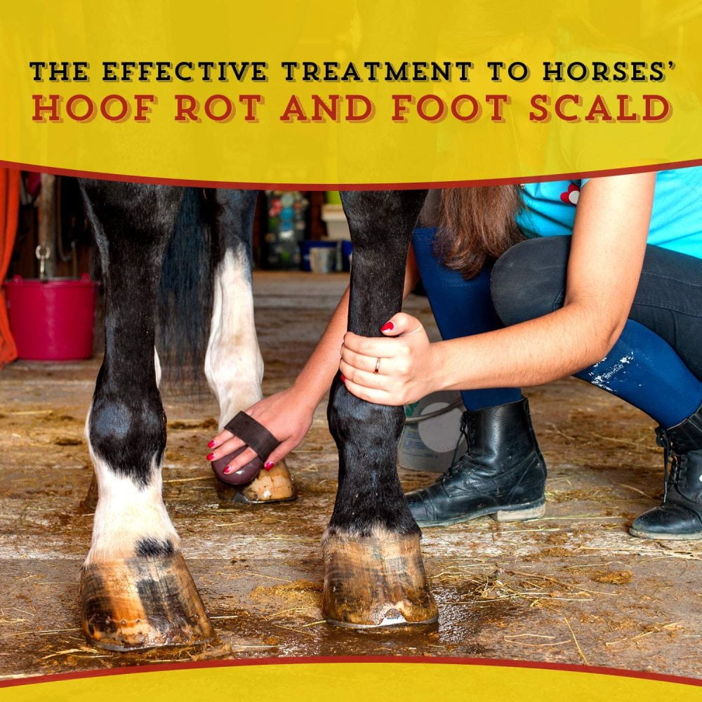 Buy Bilot Hoof N Heal, Hoof Rot Foot Rot Wound Care, 16oz, Sheep Goat